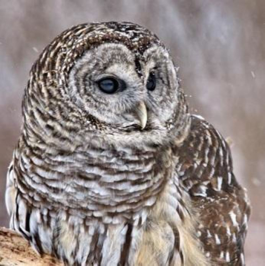 Serviette Barred Pattern Owl, ti-flair
