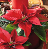 Serviette "Estrella de Navidad", ti-flair