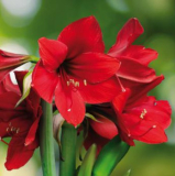 Serviette "Blooming Amaryllis", ti-flair